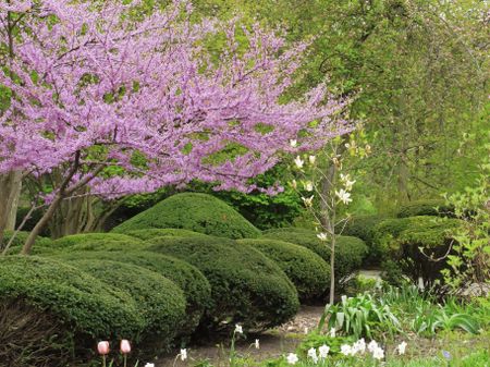 Spring at a glance: Detail of formal garden with pink flowering Eastern redbud (botanical  name: Cercis canadensis) and trimmed shrubs, northern Illinois in April