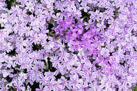 Perennial garden favorite: Creeping phlox (botanical name: Phlox subulata) with white and pink striped petals around a small patch of similar but solid pink phlox